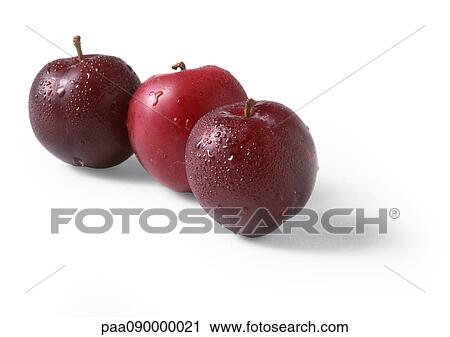 Wet plums View Large Photo Image Stock Image - Wet plums. Fotosearch