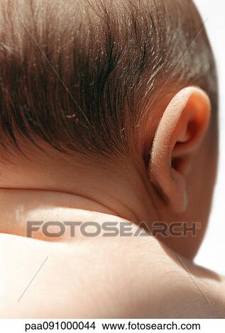 Picture - Baby's ear, rear view, close-up. Fotosearch