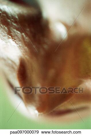 Woman's nose, elevated view, close-up View Large Photo Image Stock Photo - Woman's nose, elevated view, close-up. Fotosearch