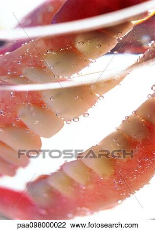 Dentures in a glass of water, close-up View Large Photo Image Stock Image - Dentures in a glass of water, close-up. Fotosearch