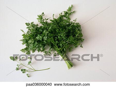 Bunch of cilantro, white background View Large Photo Image Stock Image - Bunch of cilantro, white background. Fotosearch