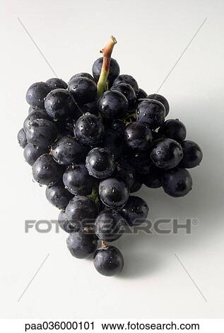 Bunch of wet black grapes, close-up View Large Photo Image Stock Image - Bunch of wet black grapes, close-up. Fotosearch