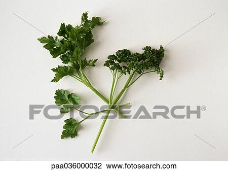 Flat and curly parsley, close-up, white background View Large Photo Image Stock Image - Flat and curly parsley, close-up, white background. Fotosearch