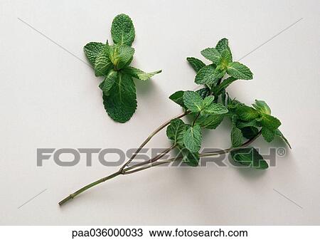 Fresh mint, close-up, white background View Large Photo Image Stock Image - Fresh mint, close-up, white background. Fotosearch