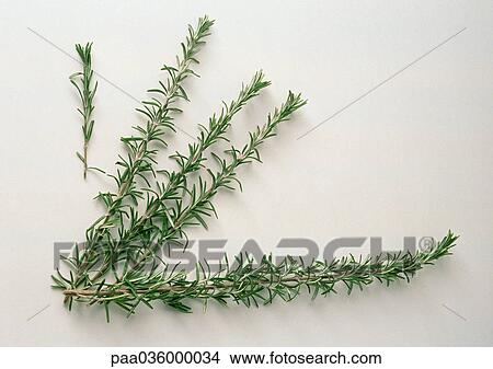 Picture - Fresh rosemary, white background. Fotosearch
