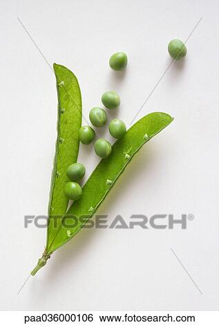 Opened, empty pea pod and peas, close-up View Large Photo Image Stock Photograph - Opened, empty pea pod and peas, close-up. Fotosearch