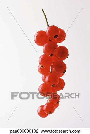 Red currants on branch, close-up View Large Photo Image Stock Image - Red currants on branch, close-up. Fotosearch