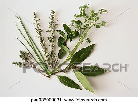 Various fresh herbs, white background View Large Photo Image Stock Image - Various fresh herbs, white background. Fotosearch
