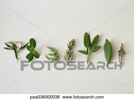 Various herbs, lined up horizontally, white background View Large Photo Image Stock Photograph - Various herbs, lined up horizontally, white background. Fotosearch