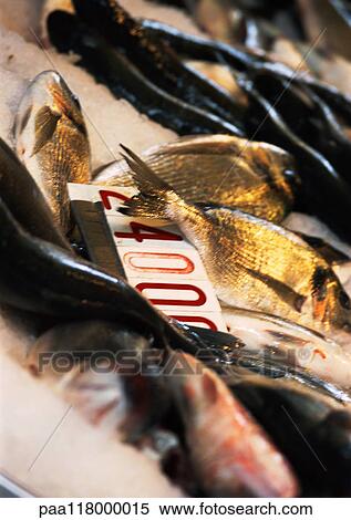 Fish on ice in fish market, close-up View Large Photo Image Stock Photography - Fish on ice in fish market, close-up. Fotosearch