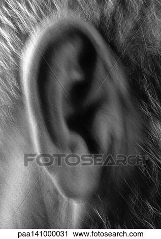 Stock Image - Senior man's ear, close-up, blurred, b&w.. Fotosearch