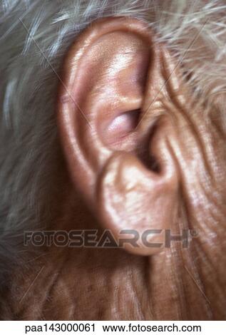 Stock Image - Elderly man's ear, extreme close-up. Fotosearch