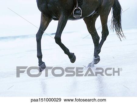 Horse cantering on beach, low section. View Large Photo Image Stock Photo - Horse cantering on beach, low section.. Fotosearch