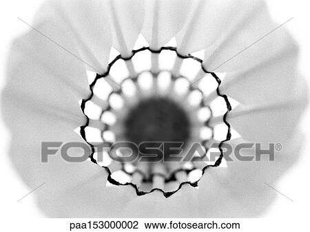 Shuttlecock, close-up, b&w. View Large Photo Image Stock Image - Shuttlecock, close-up, b&w.. Fotosearch