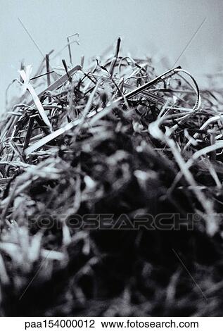Needle in haystack, close-up, b&w. View Large Photo Image Stock Image - Needle in haystack, close-up, b&w.. Fotosearch
