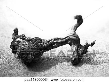 Driftwood, b&w. View Large Photo Image Picture - Driftwood, b&w.. Fotosearch