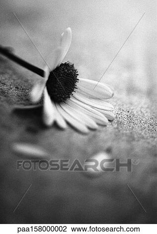 Flower, b&w. View Large Photo Image Stock Image - Flower, b&w.. Fotosearch