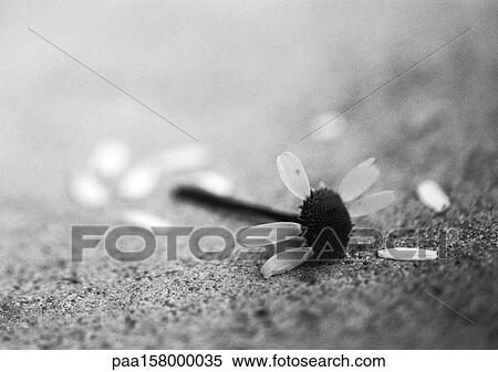 Flower with most petals picked and scattered on ground, b&w. View Large Photo Image Stock Photography - Flower with most petals picked and scattered on ground, b&w.. Fotosearch
