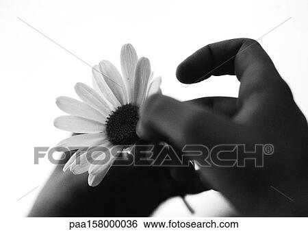 Hands pulling petals from flower, close-up, b&w. View Large Photo Image Stock Photograph - Hands pulling petals from flower, close-up, b&w.. Fotosearch