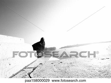 Pigeon, blurred, b&w. View Large Photo Image Stock Photo - Pigeon, blurred, b&w.. Fotosearch