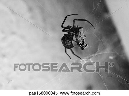 Spider on web, b&w. View Large Photo Image Stock Photography - Spider on web, b&w.. Fotosearch