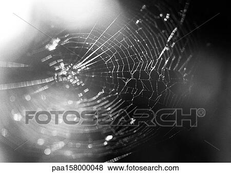 Spider web, close-up, b&w. View Large Photo Image Stock Photo - Spider web, close-up, b&w.. Fotosearch