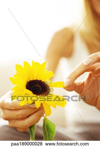 Stock Photo - Woman plucking petals from flower, close up.. Fotosearch