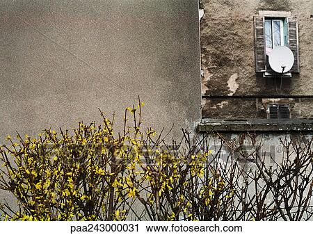Stock Image - Low shrubs in front of old building. Fotosearch