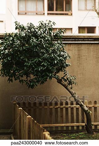 Stock Image - Tree, bent, apartment building in background. Fotosearch