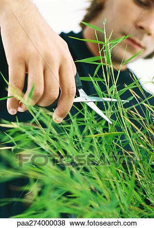 Man cutting long grass with scissors View Large Photo Image Stock Photo - Man cutting long grass with scissors. Fotosearch