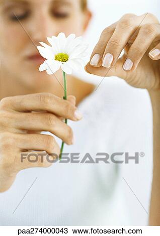 Woman plucking petals from flower with eyes closed View Large Photo Image Stock Image - Woman plucking petals from flower with eyes closed. Fotosearch