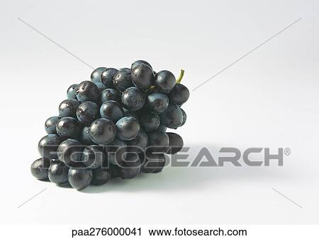 Bunch of black grapes View Large Photo Image Stock Image - Bunch of black grapes. Fotosearch