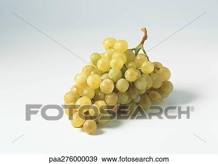 Bunch of green grapes View Large Photo Image Stock Photo - Bunch of green grapes. Fotosearch