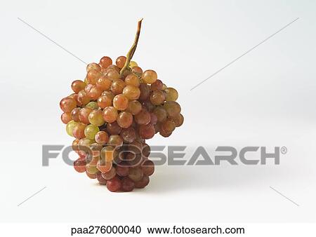 Bunch of red grapes View Large Photo Image Stock Image - Bunch of red grapes. Fotosearch