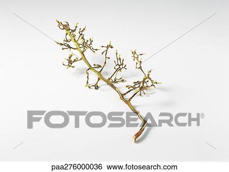 Grape branch with no grapes View Large Photo Image Stock Photograph - Grape branch with no grapes. Fotosearch