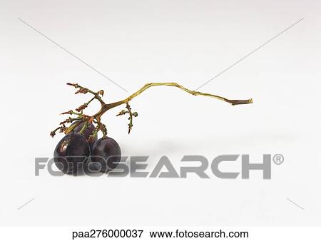 Grape branch with three grapes View Large Photo Image Stock Photo - Grape branch with three grapes. Fotosearch