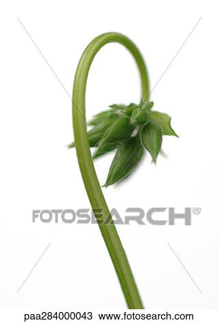 Geranium buds View Large Photo Image Stock Image - Geranium buds. Fotosearch
