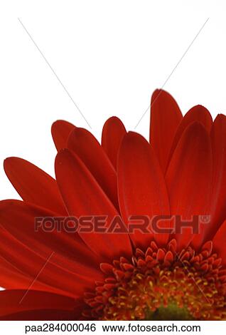 Gerbera daisy, close-up View Large Photo Image Stock Photograph - Gerbera daisy, close-up. Fotosearch