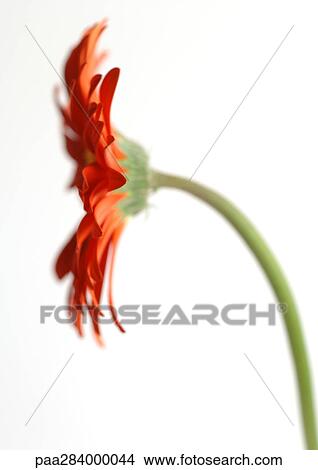 Gerbera daisy View Large Photo Image Picture - Gerbera daisy. Fotosearch