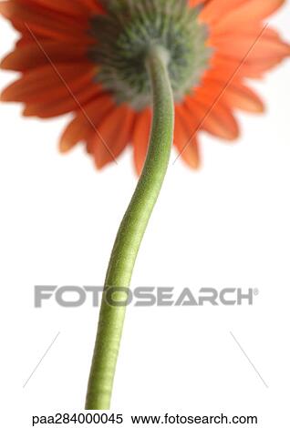 Gerbera daisy View Large Photo Image Stock Photography - Gerbera daisy. Fotosearch