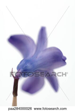 Hyacinth bloom View Large Photo Image Stock Photograph - Hyacinth bloom. Fotosearch