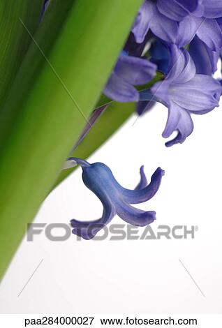 Hyacinth, close-up View Large Photo Image Stock Photo - Hyacinth, close-up. Fotosearch