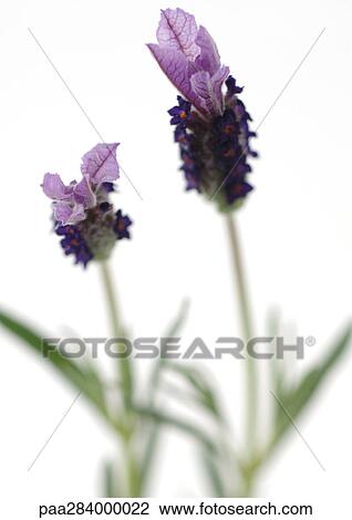 Lavender blossoms, close-up View Large Photo Image Stock Image - Lavender blossoms, close-up. Fotosearch