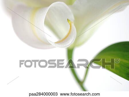 Lily, close-up View Large Photo Image Stock Image - Lily, close-up. Fotosearch