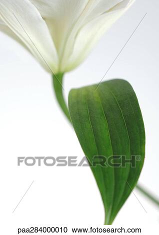 Lily, close-up View Large Photo Image Stock Image - Lily, close-up. Fotosearch