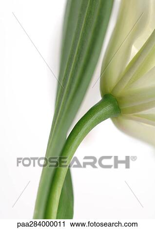 Lily, close-up View Large Photo Image Stock Image - Lily, close-up. Fotosearch