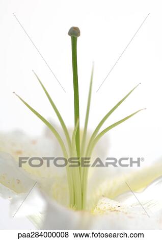 Stock Photo - Lily, close-up. Fotosearch
