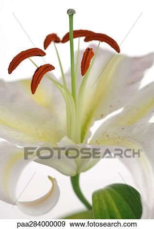 Lily, close-up View Large Photo Image Stock Photo - Lily, close-up. Fotosearch