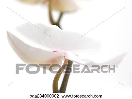 Orchid, close-up View Large Photo Image Stock Image - Orchid, close-up. Fotosearch