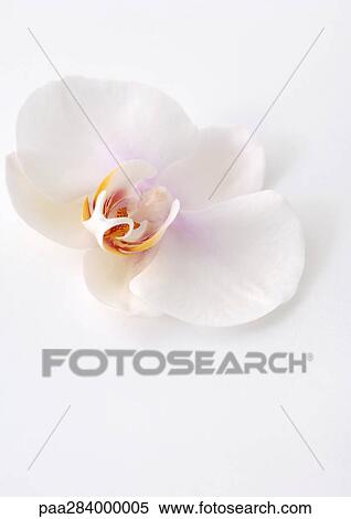 Orchid flower, close-up View Large Photo Image Stock Photography - Orchid flower, close-up. Fotosearch